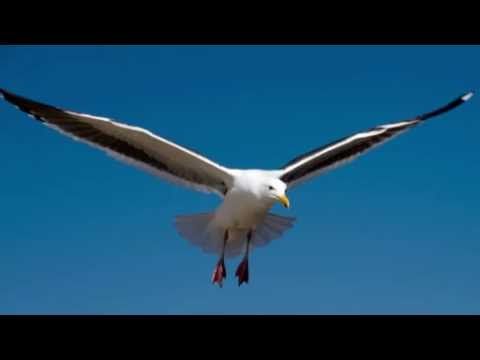 Albatross By Fleetwood Mac Download